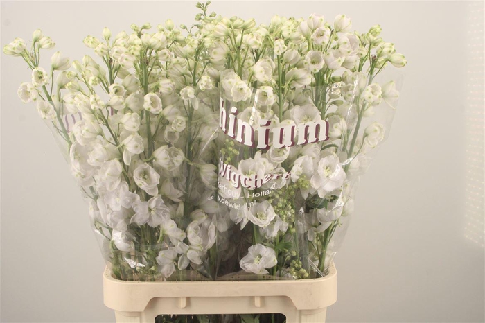 <h4>Delph El Dewi White Smile</h4>