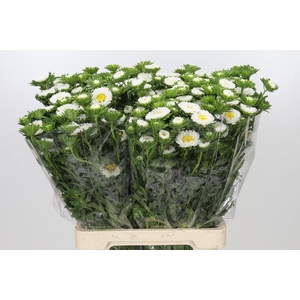 Callistephus Matsumoto White