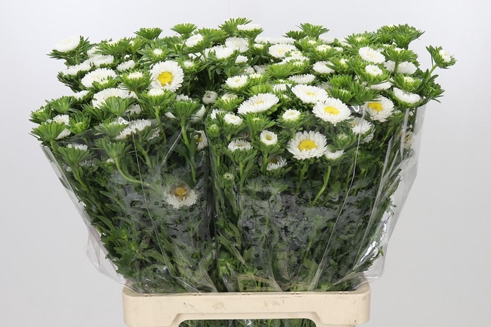 <h4>Callistephus Matsumoto White</h4>