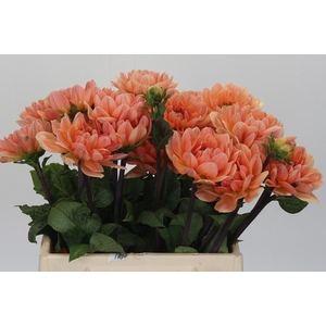 Dahlia Apricot Desire