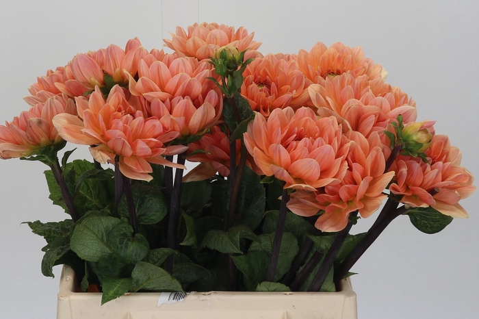 <h4>Dahlia Apricot Desire</h4>