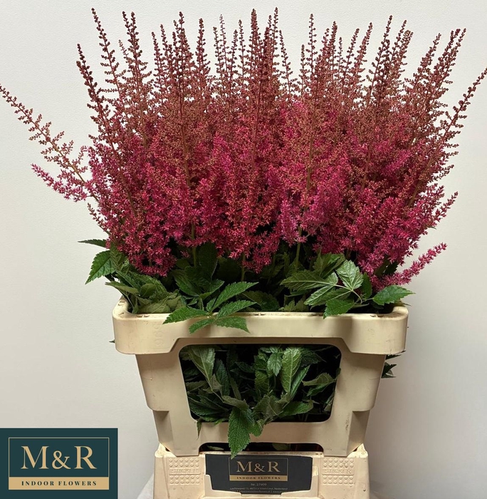 <h4>ASTIL AR ELSE SCHLUC</h4>