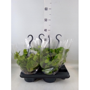 Dischidia platyphylla