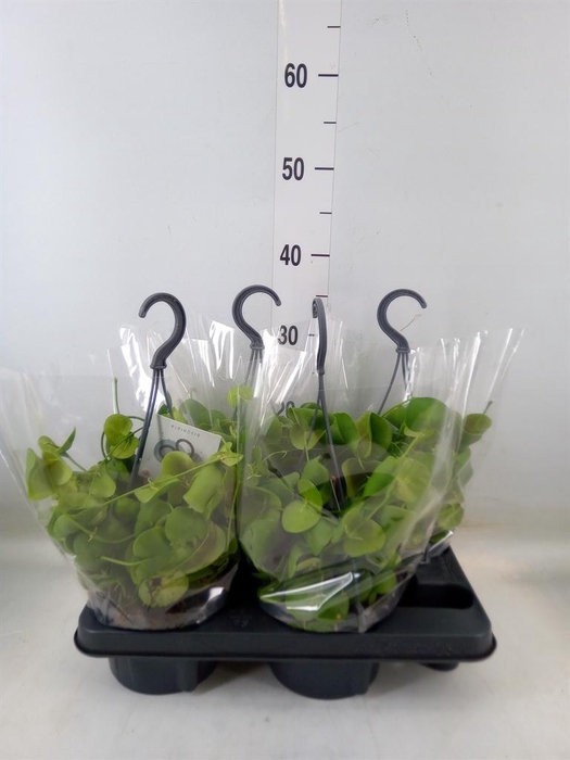 <h4>Dischidia platyphylla</h4>