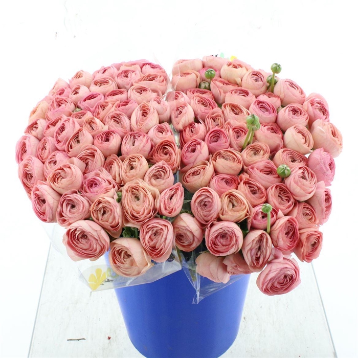 <h4>Ran Su Sr Tropico Salmon 1a</h4>