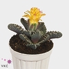 Faucaria tigrina