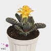 Faucaria tigrina SU8014