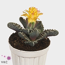 Faucaria Monstruoza