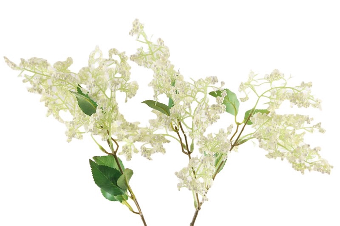 <h4>Syringa White</h4>