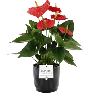 Anthurium 12 cm Esudo in Pure Liv ceramics