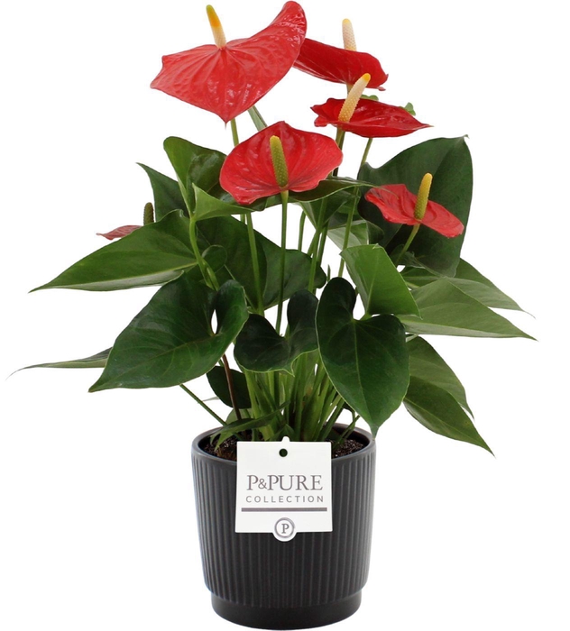 <h4>Anthurium 12 cm Esudo in Pure Liv ceramics</h4>