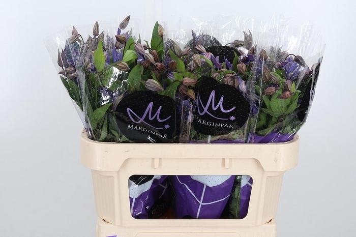 <h4>Clem Amazing Geneva</h4>