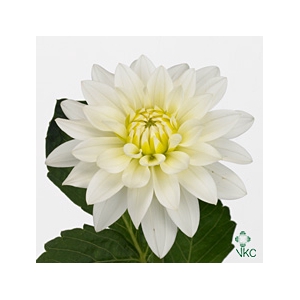 DAHLIA KARMA MAARTEN ZWAAN