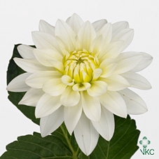 <h4>DAHLIA KARMA MAARTEN ZWAAN</h4>