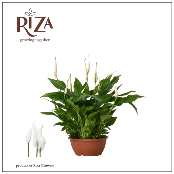 <h4>Spathiphyllum 17 cm Chopin zonder hoes</h4>