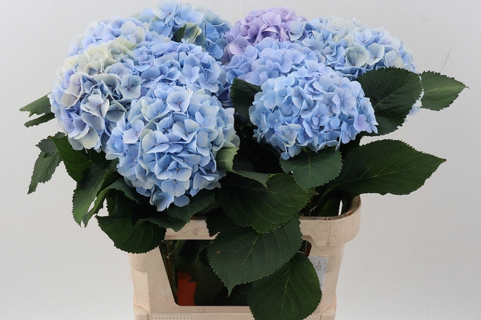<h4>Hydr M Ch Verena Bl</h4>
