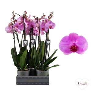 Phalaenopsis Orlando - 3 tak 60cm