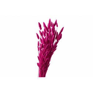 Dried Bleached Lagurus Raspberry 100gr