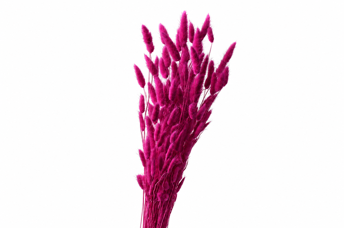 <h4>Dried Bleached Lagurus Raspberry 100gr</h4>