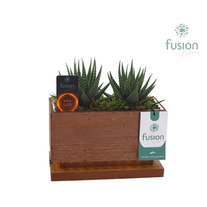 The Green Lighting Garden LED Small lang met Succulent