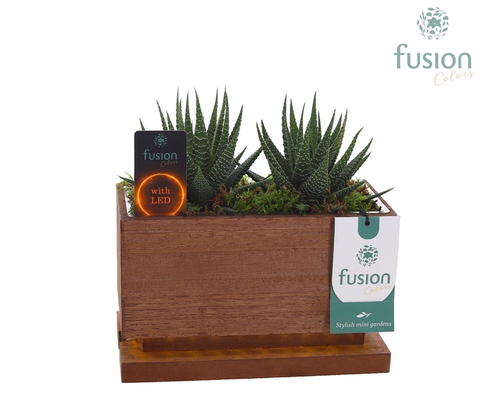 <h4>The Green Lighting Garden LED Small lang met Succulent</h4>