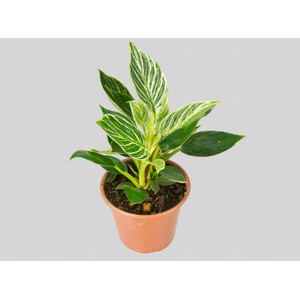 PHILODENDRON BIRKIN P15