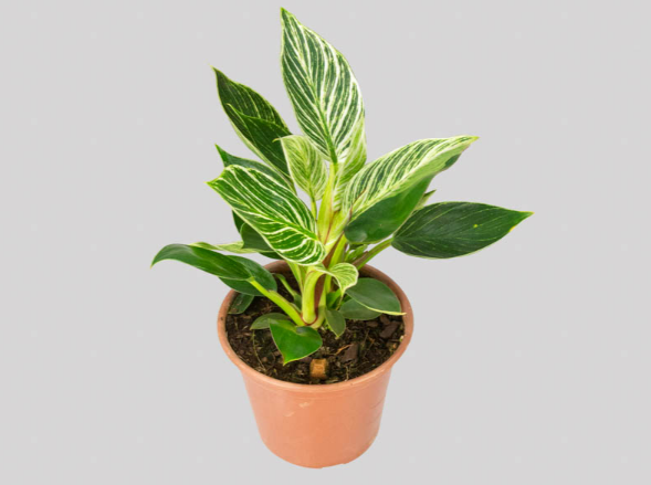 <h4>PHILODENDRON BIRKIN P15</h4>