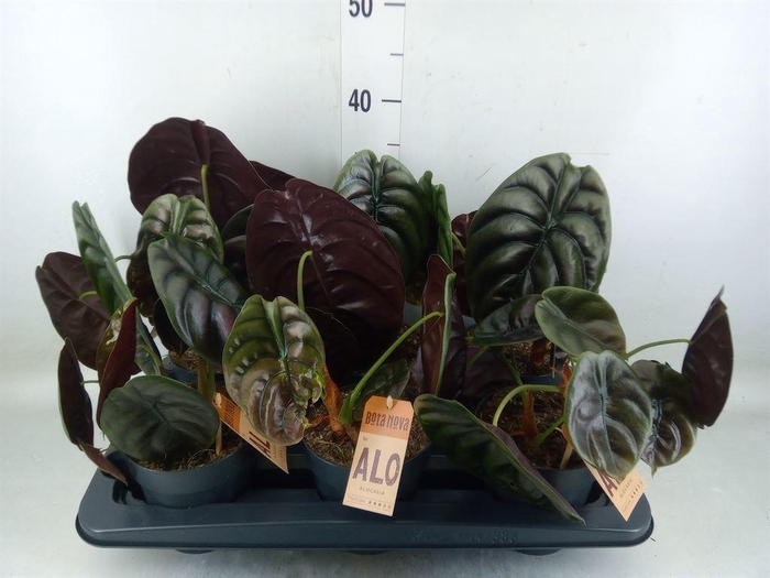 <h4>Alocasia cuprea 'Red Secret'</h4>