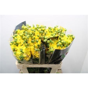 Ranunculus Nat Moderna Proxima S