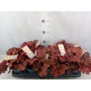 Heuchera  'Indian Summer Boysenber'