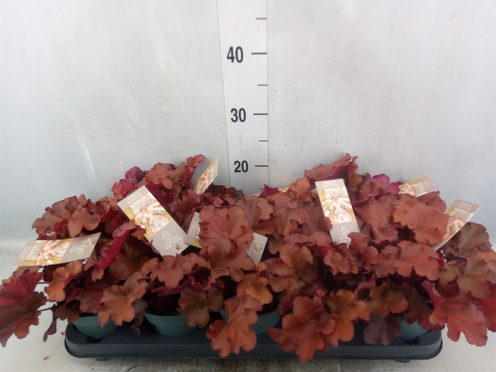 Heuchera  'Indian Summer Boysenber'