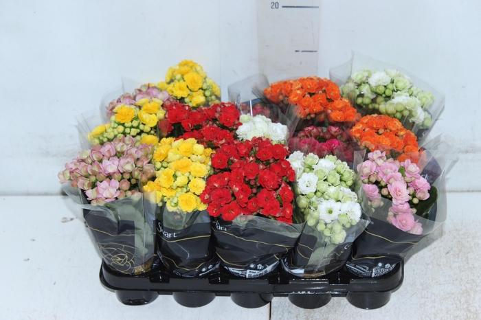 <h4>KAL. DOBRADO MINI P06</h4>