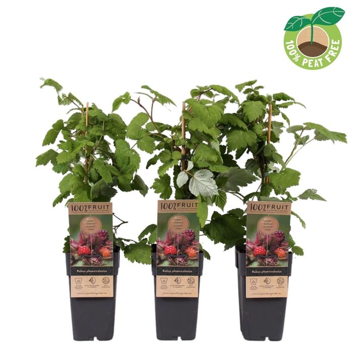 <h4>Rubus phoenicolasius</h4>