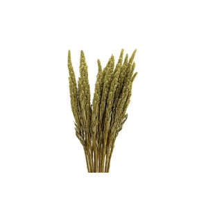 Dried Amaranthus X5 Green Bunch