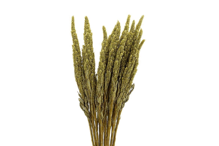 <h4>Dried Amaranthus X5 Green Bunch</h4>