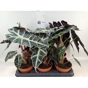 Alocasia amazonica 'Polly'