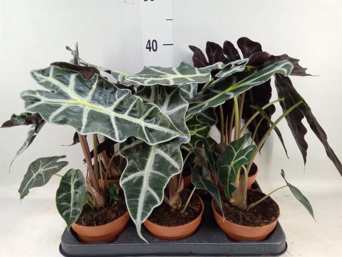 <h4>Alocasia amazonica 'Polly'</h4>