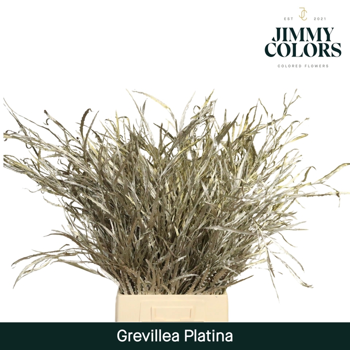 <h4>Grevillea (bunch) Platina</h4>