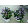 Solanum rantonnetii gemengd