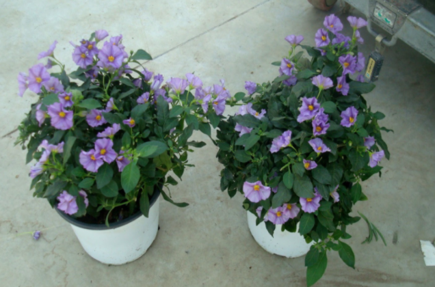 Solanum rantonnetii gemengd