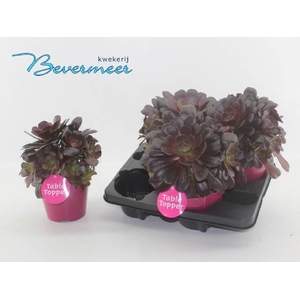 AEONIUM AB VELOURS