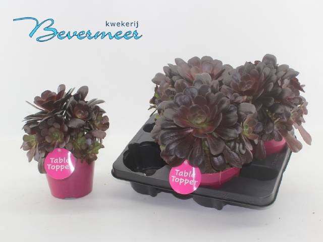 <h4>Aeonium arb. Velours</h4>