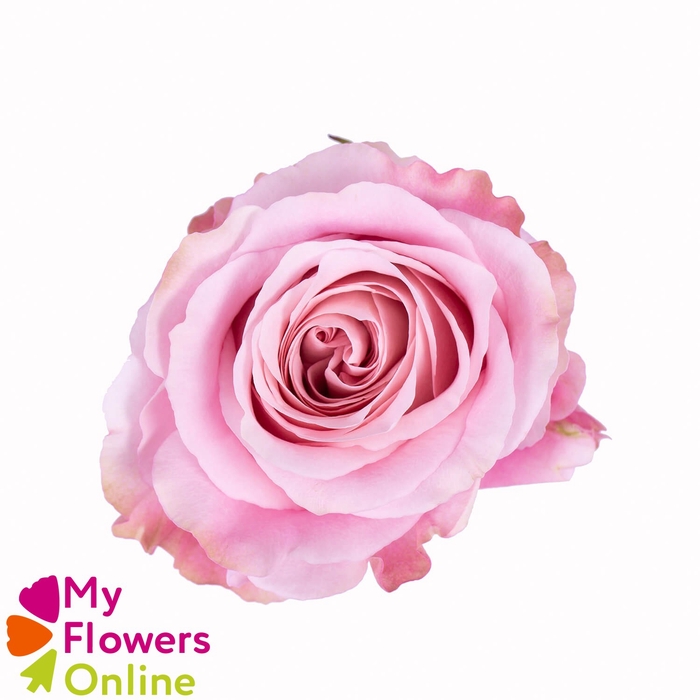 <h4>R Gr Sweet 4 Love Pink 50cm EC</h4>
