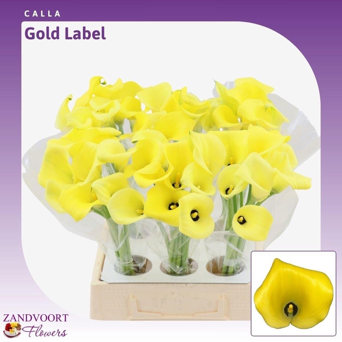 <h4>ZANT GOLD LABEL</h4>