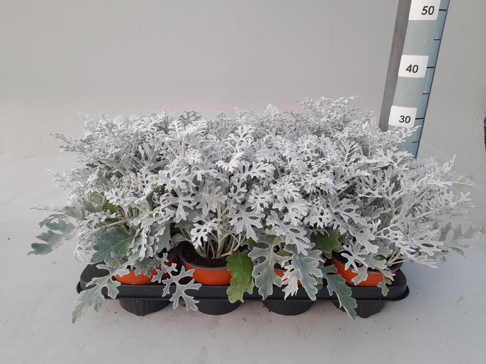 <h4>JACOBAEA MARITIMA</h4>