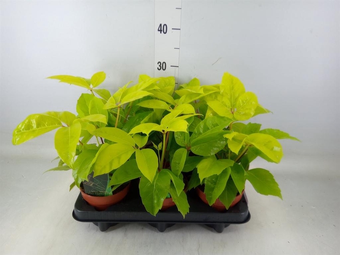 <h4>Schefflera actin.</h4>