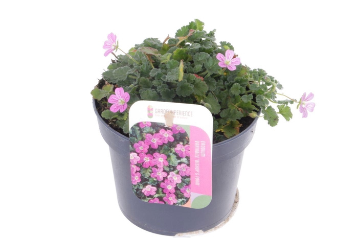 <h4>Erodium var. Bishop's Form</h4>