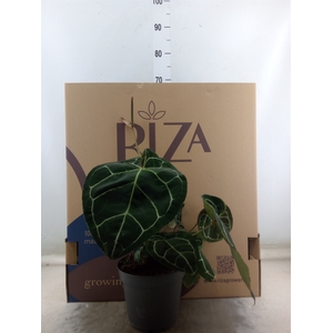 Anthurium crys. 'Karma Crystal Hyb'