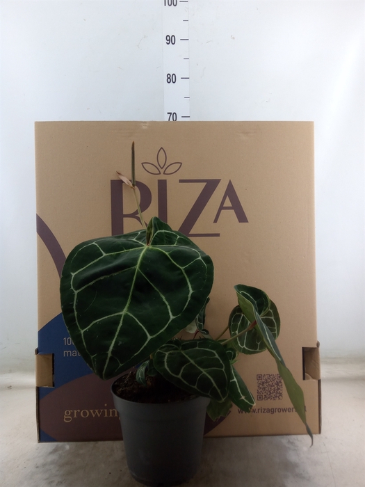 <h4>Anthurium crys. 'Karma Crystal Hyb'</h4>