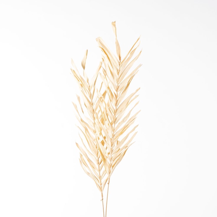 DF Fireleaves 105cm Cream 8116